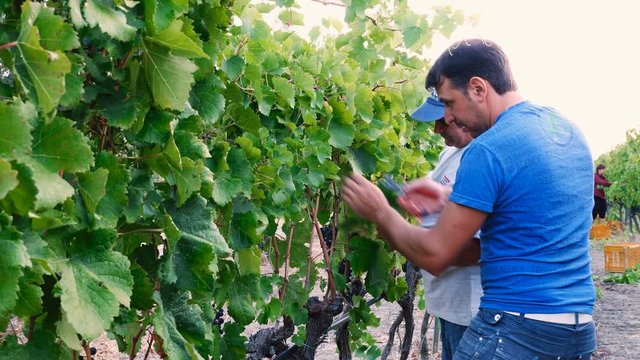 expert farmers selecting grapes in South of Italy vineyard