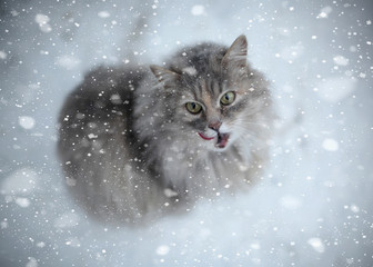 winter cat