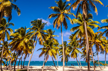 Fototapeta na wymiar High coconut palms, white sand, blue ocean and people on the shore,