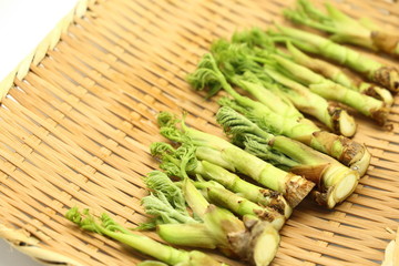 春の山菜、タラの芽