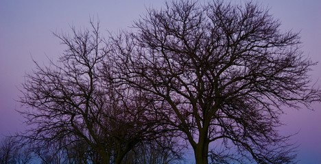 Obraz na płótnie Canvas purple sky