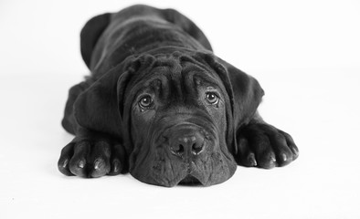 Black puppy laying down