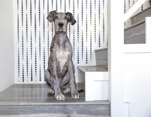 Great dane puppy sitting on stairs