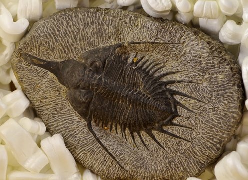 発掘された三葉虫の化石