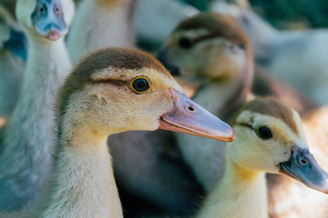 little ducklings in the village walking