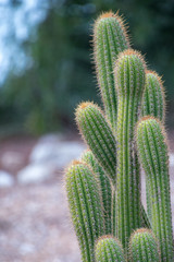 Cactus Garden Cacti Green 