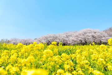 満開の桜と菜の花畑