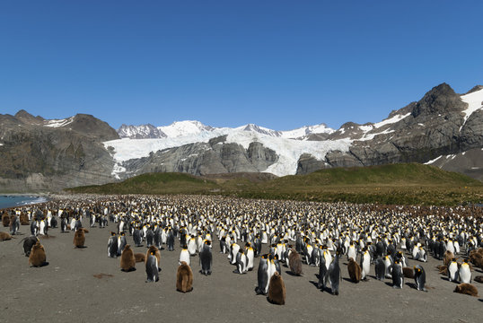 King Penguins (Aptenodytes patagonicus), Gold Harbour, South Geo