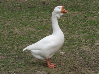 White goose