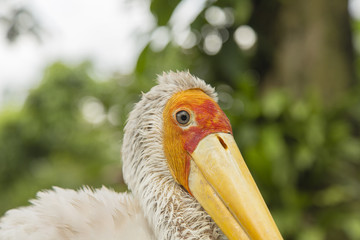 Yellow Billed Stork - Mycteria Ibis