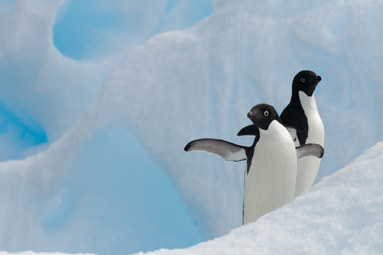 Adelie penguins, Antarctica.