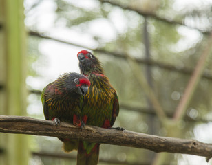 Two Yellow Streaked Lorikeets sitting on a branch.