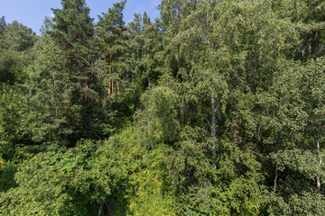 Fototapeta premium Dense forests in Altai Mountains in summer