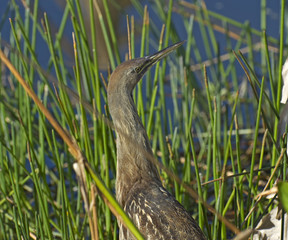 An American Bittern