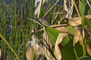 An American Bittern