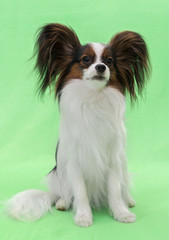 Beautiful young continental spaniel papillon on green background