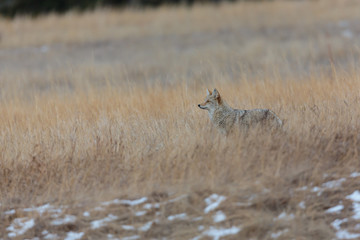 Coyote Hunting