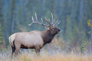 Elk Calling
