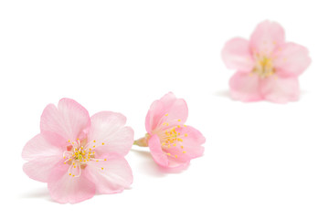 Naklejka premium Tło wiosna kwiat wiśni