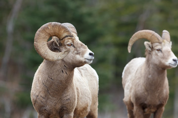 Obraz premium Ram Profile