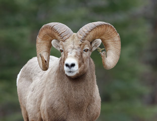 MtnSheep