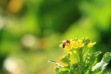 ミツバチと菜の花