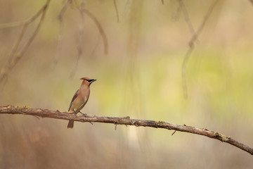 Cedar Waxwing