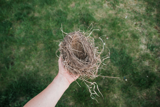 Holding a wild bird's nest.