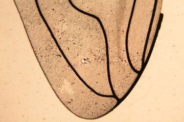 Bee wing at the microscope
