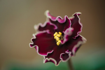 Beautiful blooming violet flower close up
