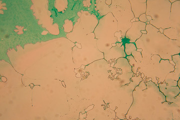 Naklejka premium Human cells and dried colorful water at the microscope 
