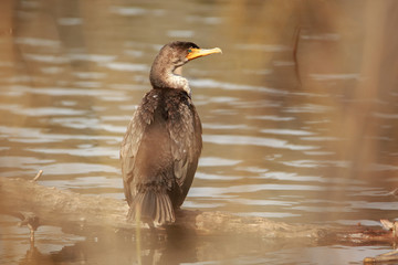 Cormorant