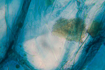 Onion cells at the microscope
