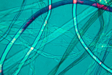 Microscopic view of dust
