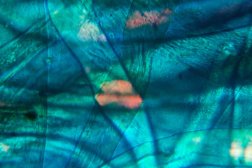 Microscopic view of dust
