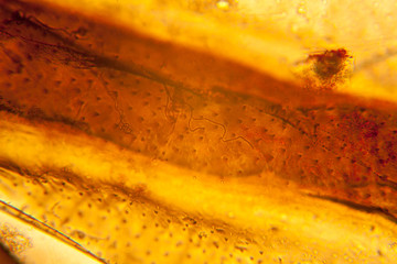 Palomena prasina wing at the microscope
