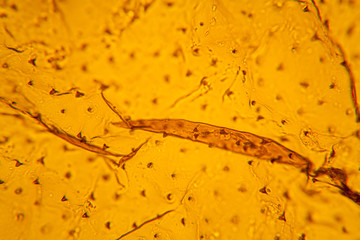 Palomena prasina wing at the microscope
