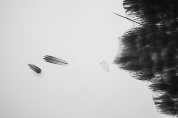 Microscopic view of moth wing. Beautiful details 