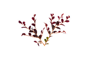 Naklejka premium Long, bright, purple and pink leaves of a tropical plant isolated on white background.croton plant.