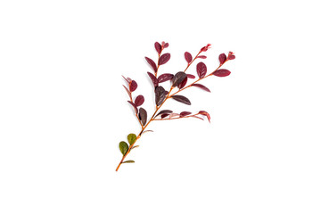 Long, bright, purple and pink leaves of a tropical plant isolated on white background.croton plant.