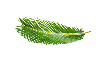 Fresh GREEN palm leaves isolated on white background