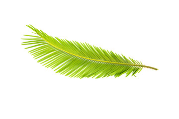 Fresh GREEN palm leaves isolated on white background