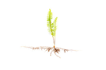 GREEN Fern leaves and roots isolated on white background