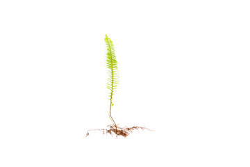 GREEN Fern leaves and roots isolated on white background