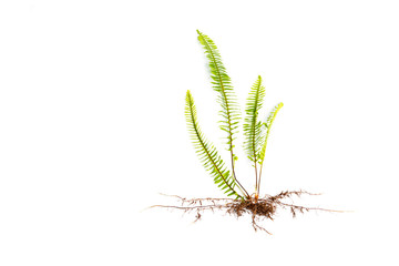 GREEN Fern leaves and roots isolated on white background