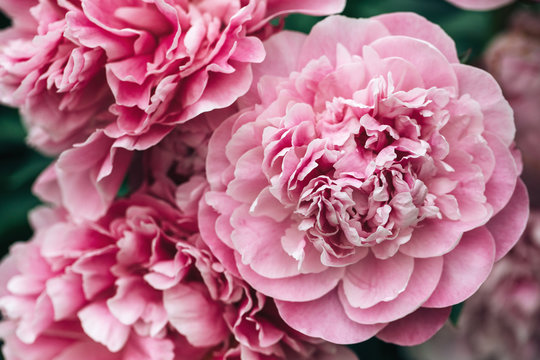beautiful peony blooms