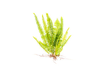 GREEN Fern leaves and roots isolated on white background