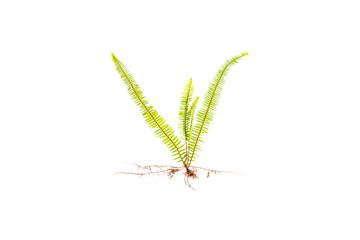 GREEN Fern leaves and roots isolated on white background