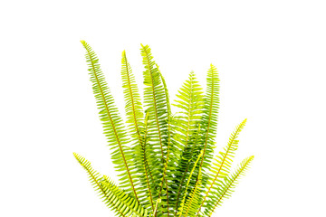 GREEN Fern leaves isolated on white background