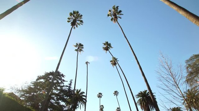 Palm trees from below on clear blue sky background in Beverly Hills, Los Angeles, California